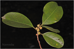 Ficus microcarpa